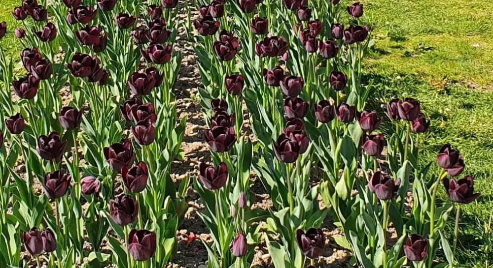 samedi-en-famille-parc-des-tulipes-actualites-afqm-